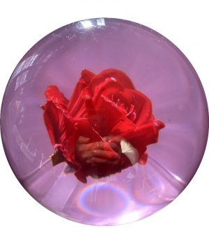 Rose Clear (Transparente)